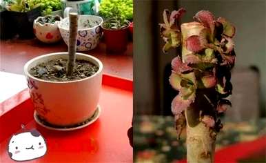 多肉怎么爆盆，多肉植物怎么养才爆盆？