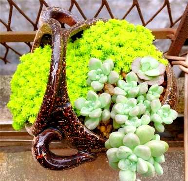 多肉怎么爆盆，多肉植物怎么养才爆盆？