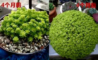 多肉怎么爆盆，多肉植物怎么养才爆盆？