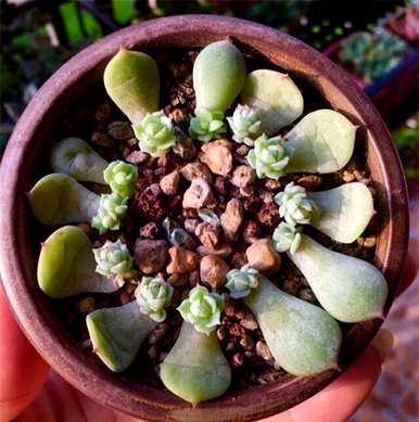 多肉怎么爆盆，多肉植物怎么养才爆盆？