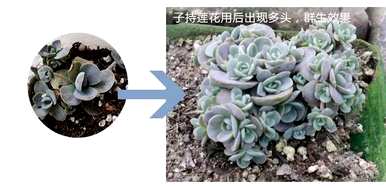 多肉怎么爆盆，多肉植物怎么养才爆盆？
