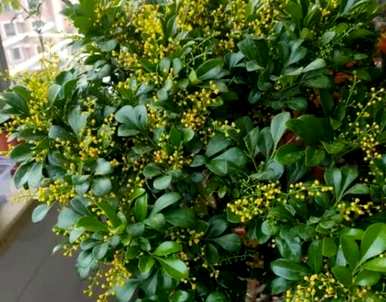 室内喜欢阳光的盆栽植物有哪些，室内没有阳光可以养哪些植物？