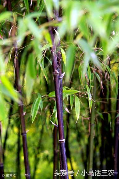 毛竹适合在哪里种植，哪里种植最好？