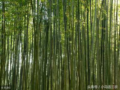 毛竹适合在哪里种植，哪里种植最好？