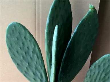 仙人掌生长中的变化，仙人掌怎样生长才好？