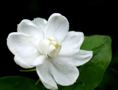 扦插茉莉花用什么土好，茉莉花养殖用什么土？