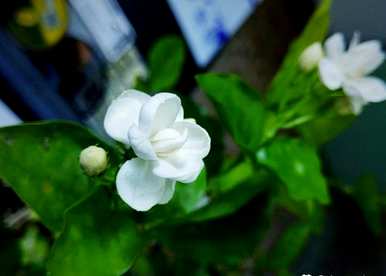 扦插茉莉花用什么土好，茉莉花养殖用什么土？