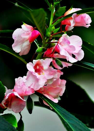 南方种凤仙花长虫子，凤仙花好种吗？