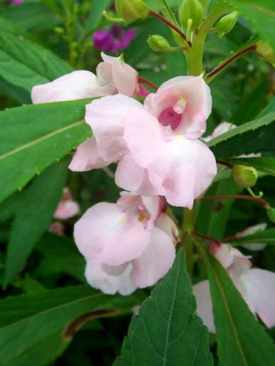 南方种凤仙花长虫子，凤仙花好种吗？