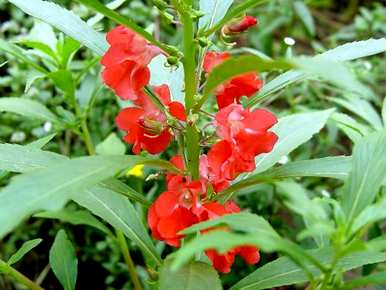 南方种凤仙花长虫子，凤仙花好种吗？