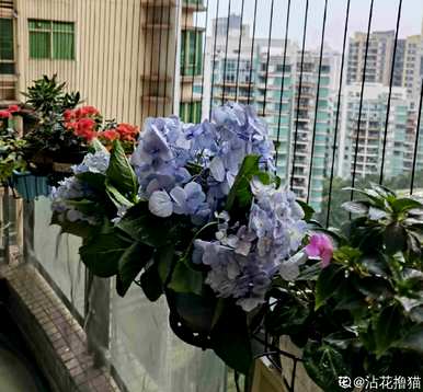 绣球花放在室内或室外，绣球花放在室内或室外