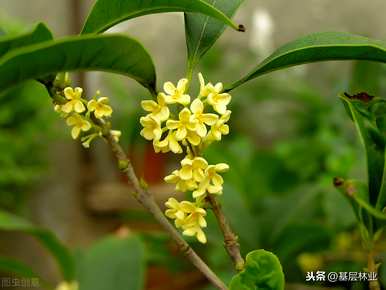 北方户外金桂树什么时候开花？