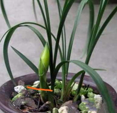兰花苗