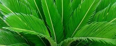 铁树海棠的种植方法，铁树如何种植？