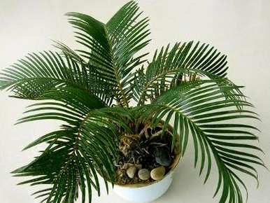 铁树海棠的种植方法，铁树如何种植？