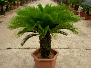 铁树海棠的种植方法，铁树如何种植？
