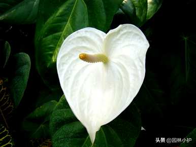 什么植物能吸收装饰甲醛，什么是吸收甲醛的最佳植物？