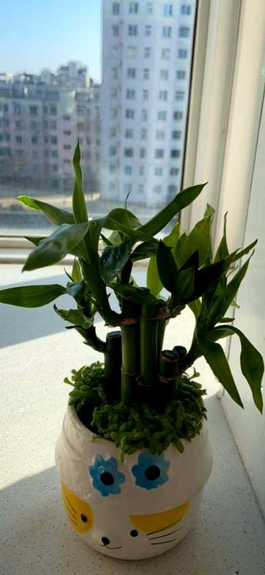 如何养水养富贵竹才能更壮，富贵竹又绿又壮