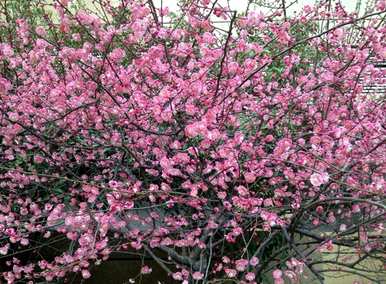 梅花有什么特点，梅花有什么特点？