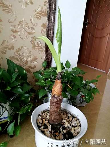 家里种滴水观音有什么好处，家里种滴水观音有什么好处？