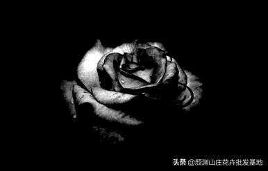 黑玫瑰的真花语是什么，黑玫瑰的真花语是什么意思？