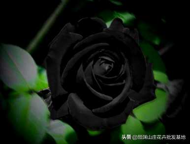 黑玫瑰的真花语是什么，黑玫瑰的真花语是什么意思？