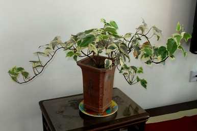 金边常春藤怎么养才对？一盆金边常春藤多少钱？
