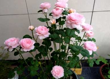 月季花几月份扦插最好，月季花几月份扦插最好
