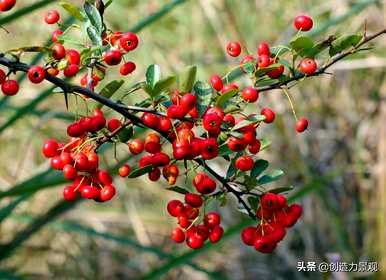 绿色灌木有哪些品种？绿色香味抗病灌木玫瑰