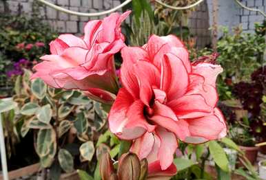 任何花季都开花，花季和花期