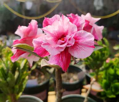 任何花季都开花，花季和花期