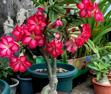 任何花季都开花，花季和花期