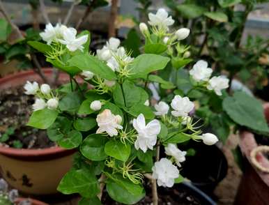 任何花季都开花，花季和花期