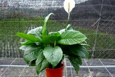 早春白鹤芋枯萎怎么办？白鹤芋怎么办？