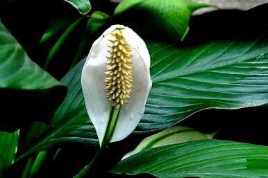 早春白鹤芋枯萎怎么办？白鹤芋怎么办？