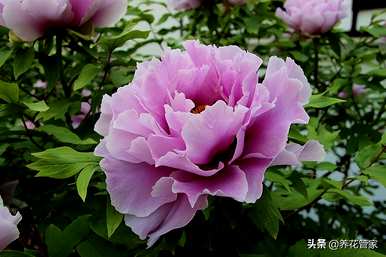 中国有哪些名贵花卉，南方有哪些名贵花卉？
