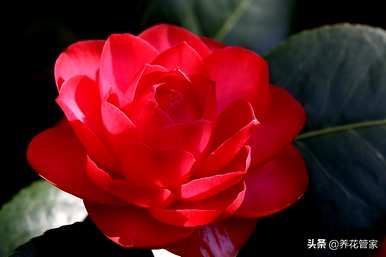中国有哪些名贵花卉，南方有哪些名贵花卉？