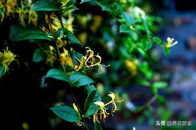 中国有哪些名贵花卉，南方有哪些名贵花卉？