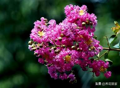 中国有哪些名贵花卉，南方有哪些名贵花卉？