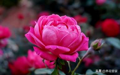 中国有哪些名贵花卉，南方有哪些名贵花卉？
