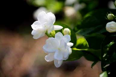 茉莉花的养殖方法是什么，茉莉花的养殖方法是什么？