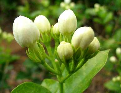 茉莉花的养殖方法是什么，茉莉花的养殖方法是什么？