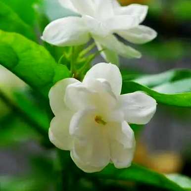 茉莉花的养殖方法是什么，茉莉花的养殖方法是什么？