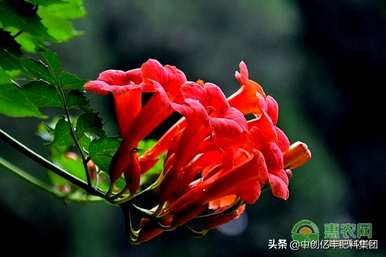 家庭凌霄花种植方法