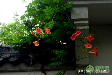 家庭凌霄花种植方法