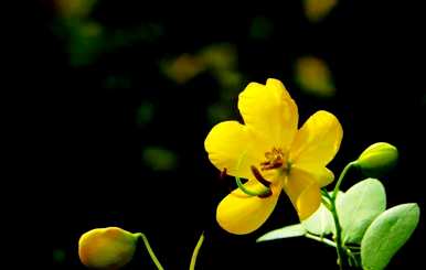 黄槐花什么时候开花，四月槐花开花？