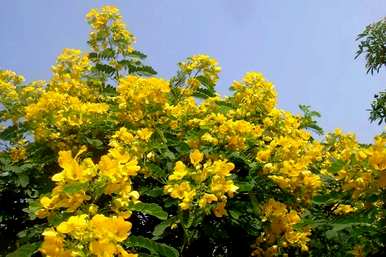 黄槐花什么时候开花，四月槐花开花？