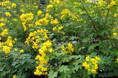 黄槐花什么时候开花，四月槐花开花？