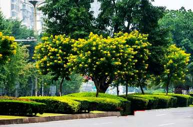 黄槐花什么时候开花，四月槐花开花？