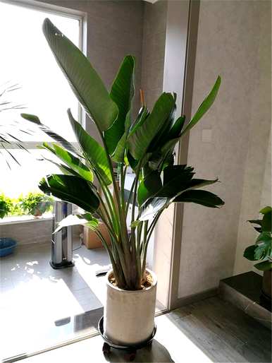如何培育水培天堂鸟类植物，如何培育天堂鸟类植物